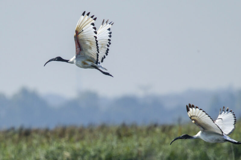 Ibis sacrés en Grand Brière